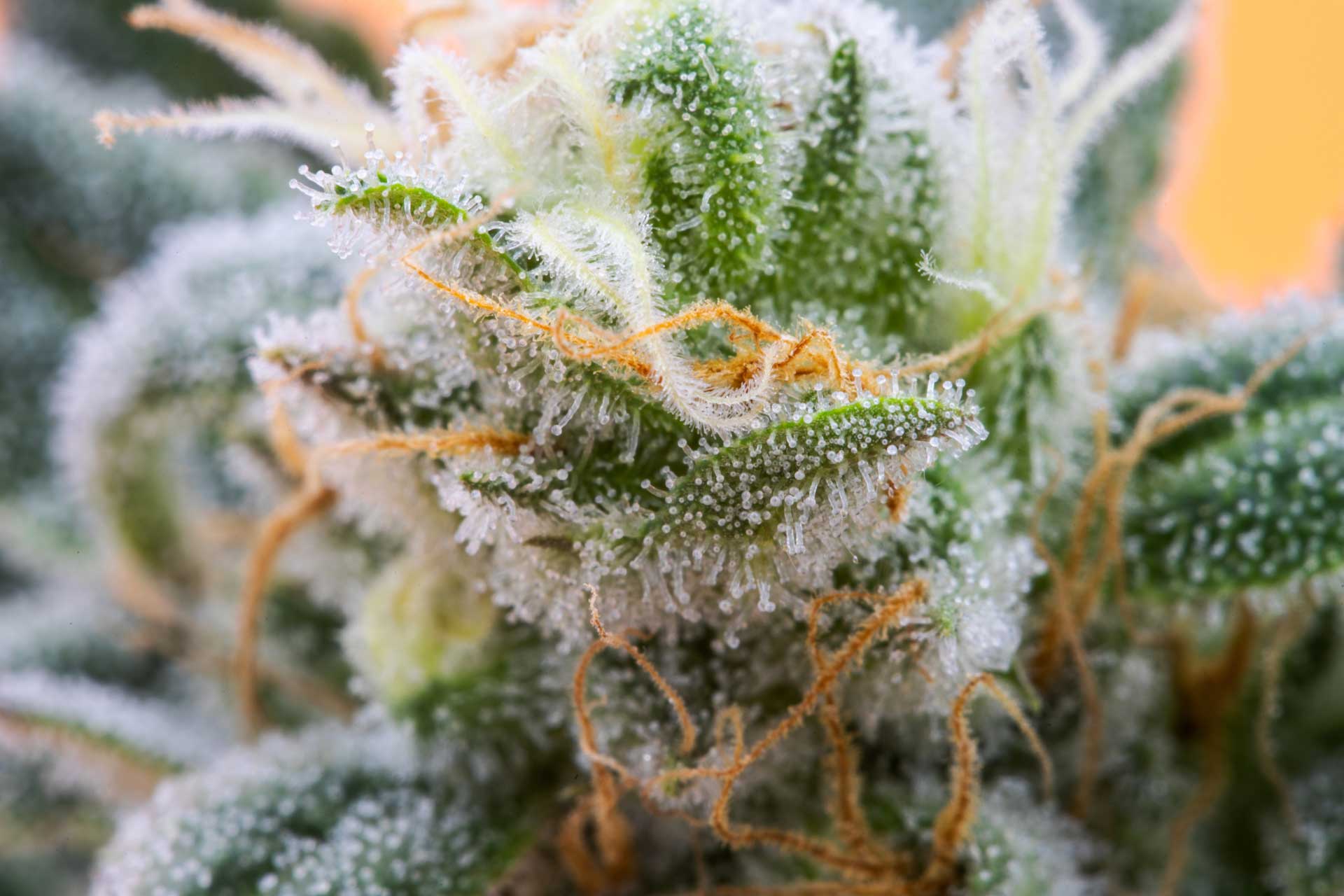 Smoker’s Ultimate Guide to Fall Strains