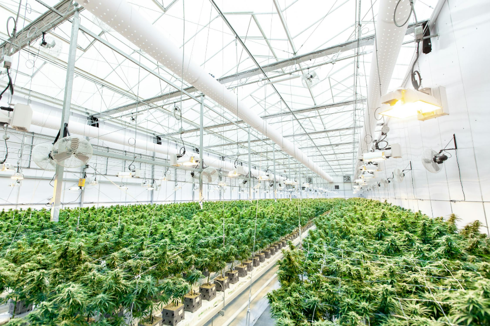 The Green Side of CBD: Sustainability in the Cannabis Industry