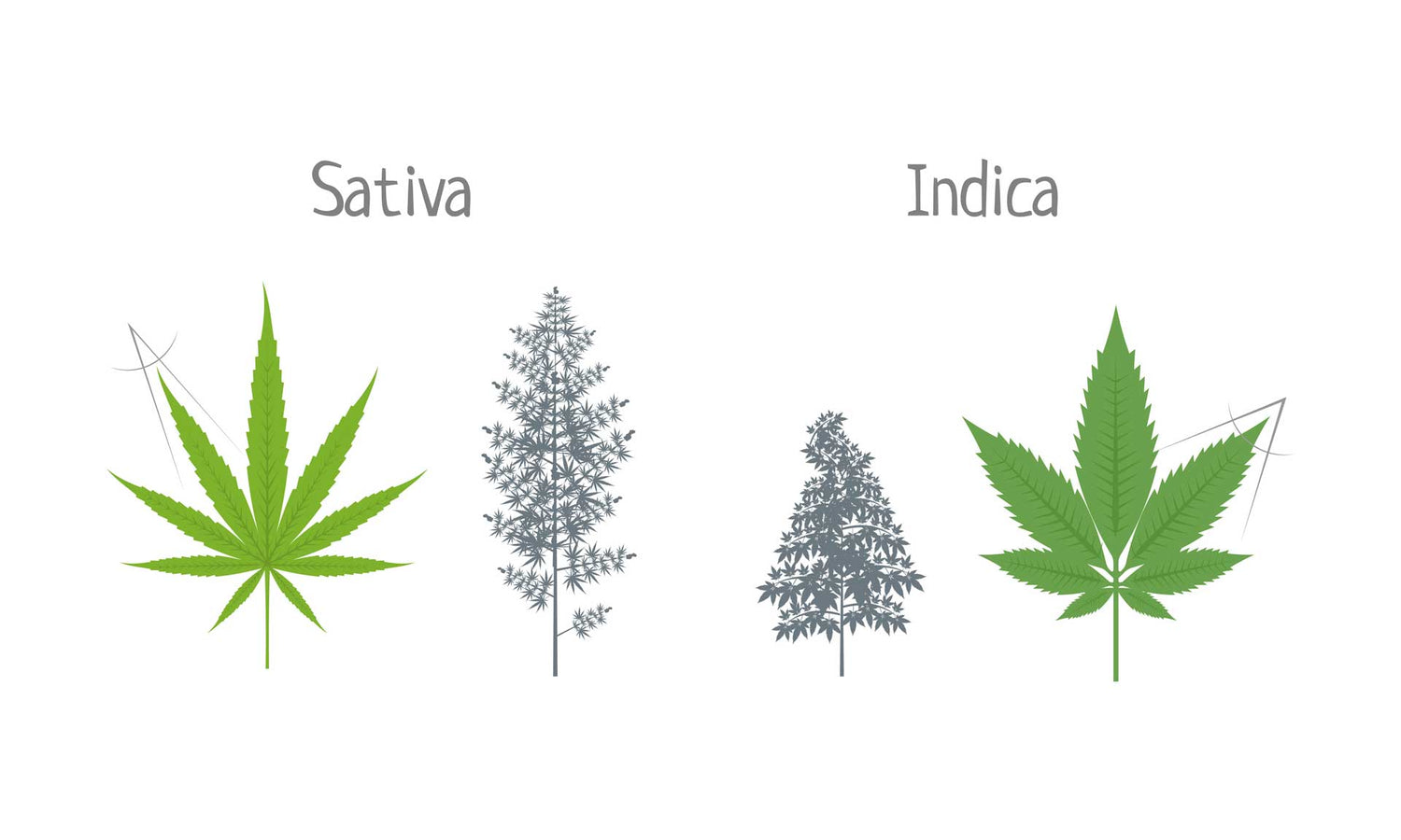 Indica v. Sativa- What's the difference? - Invincibowl